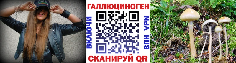 Галлюциногенные грибы GOLDEN TEACHER  где найти наркотики  Майкоп 